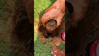 Replace Sprinkler Head in 5 Mins  Easy DIY Fix [upl. by Rihat]