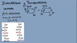 Disacáridos y polisacáridos [upl. by Karolina]