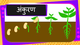 Science  Germination Of Seed  Hindi [upl. by Asselem]