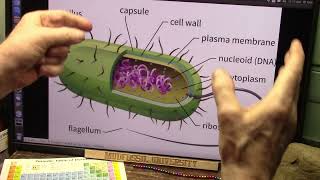 Digestive Issues and Diseases and even Mood Linked to Enzymes From Gut Bacteria [upl. by Rodman633]