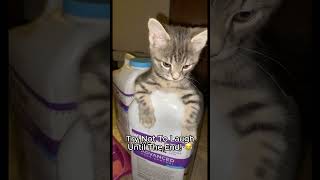 Funny animal video 😹 Try Not To Laugh [upl. by Larianna]