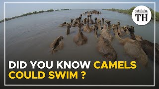 Did you know these Indian camels could swim  The Hindu [upl. by Tinya673]