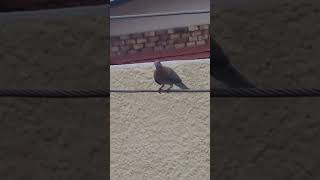 Laughing Dove birds lovebirds nature tranding viralvideo shorts shortvideo new [upl. by Aveline113]