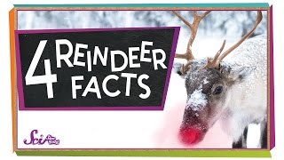 4 Facts to Know About Reindeer  Winter Science  Holiday Science  SciShow Kids [upl. by Felicio]