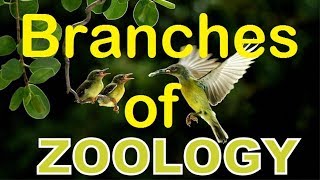 Biology  Branches of Biology  Branches of Zoology with brief details  NCERT 11 Biology [upl. by Flori]