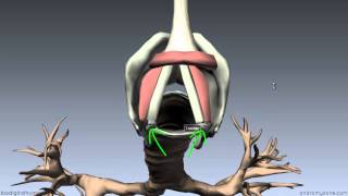 Larynx  Ligaments Membranes Vocal Cords  3D Anatomy Tutorial [upl. by Putscher]