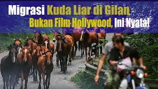 Migrasi Kuda Liar di Gilan Bukan Film Hollywood Ini Nyata amp Keindahan Taman Nasional Bojagh IRAN [upl. by Neiv]