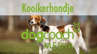 Hunderasse Lexikon  Kooikerhondje [upl. by Nyliuqcaj]