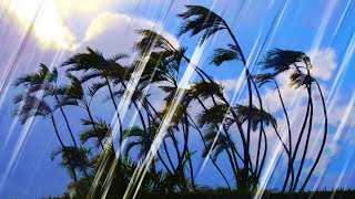 Rain and Wind Sounds for Sleeping or Studying  Rainstorm White Noise 10 Hours [upl. by Mencher742]