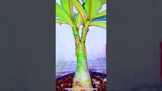 How To Graft Adenium Obesum Plant shorts grafting plant adenium desert rose [upl. by Petula490]