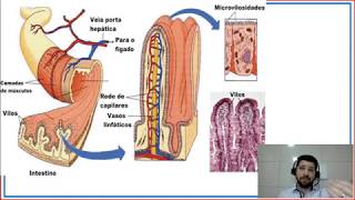 Fisiologia da digestão dos animais ruminantes II [upl. by Assilanna]