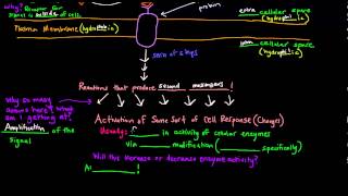 Cell Signaling Part 2 of 2  Signal Transduction  General Scheme [upl. by Llednek]