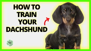 The Best Tips for Training Your Dachshund Puppy  How to Train Your Dachshund [upl. by Donia]