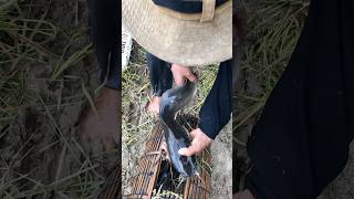 Fishing at rice fields fishing crab snail snailfish [upl. by Acinoreb]