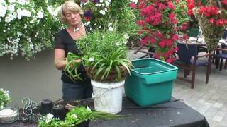 How to Make a Hanging Basket in a Cone Style Planter New Style [upl. by Aun]