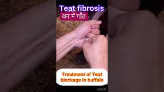 Teat Obstruction l Teat fibrosis l dr Umar khan [upl. by Forrest]