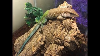 Green Ameiva Care [upl. by Anitnerolf316]