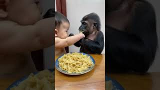 Gorillas and babies grab pasta to eat cute lovely babygorilla [upl. by Linehan510]