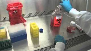 Thawing and Plating Cryopreserved Hepatocytes  Video Demonstration [upl. by Enirol]