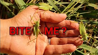 Can Katydid Bugs Bite You Exotic vet holding a insect  Katydid  Animal in wild nature  wildlife [upl. by Yraht]