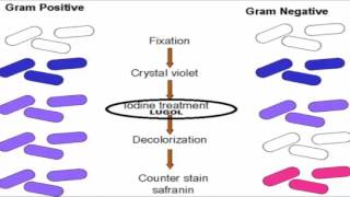 coloration de Gram sur biomavie [upl. by Nelram]