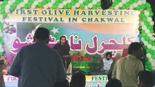 Chita Chola Song By Naseem Ali Siddiqui First Olive Harvesting Festival In Chakwal [upl. by Ihpen482]