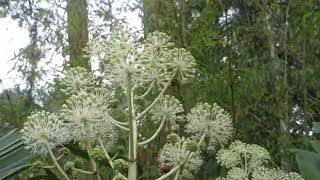 Fatsia Japonica  Blossoms That Hummingbirds Love [upl. by Swanson301]