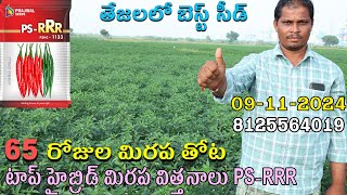 60 రోజుల మిరప తోట పూతకాపు సెట్టింగ్ chilli crop settingPS  RRR బెస్ట్ చిల్లి సీడ్స్PrajwalSeeds [upl. by O'Gowan]