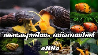 Aquarium Snails FarmingmalayalamEp19 [upl. by Ewen357]