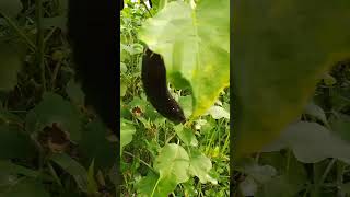 Taniman Ng talong shortvideo farming shortbackyardfarming garden talong eggplant music [upl. by Mariel]