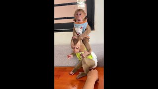 See this funny monkeys Bryan amp Icy Are EatingSnack cute monkey animals eating [upl. by Ricker]