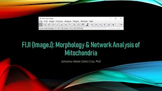 FIJI ImageJ Morphology amp Network Analysis of Mitochondria [upl. by Grace]