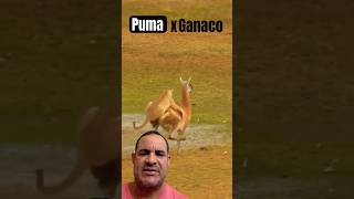 Puma X guanaco puma guanacowildlife [upl. by Merow]