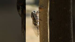 Class Insecta 985421  Insects amp Cicadas Superfamily Cicadoidea  Observed in Description [upl. by Nadroj]