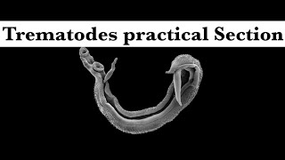 Parasitology practical part 1 Trematodes section [upl. by Nipha917]