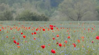 Activités autour dun champs de coquelicots [upl. by Nussbaum850]