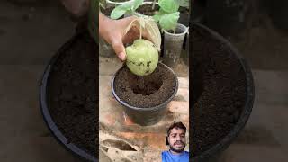 Farming kaise karte hain mango fruiting gardening plants fruit farming shortsvideo shorts [upl. by Sinnel577]