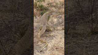 Yellow Spotted Goanna or Argus monitor goanna monitorlizards lizard outbackadventure shorts [upl. by Nnylaj136]