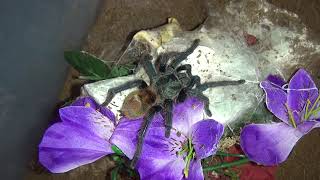 Occamy new house and nom  Chromatopelma cyaneopubescens GBB [upl. by Starks]