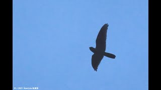 Malaysian EaredNightjar in Malaysia Selangor Peat Swamp Forest 20210109 [upl. by Judson920]