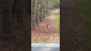 Piebald hunting God deerhunting bucks deer [upl. by Tioneb]