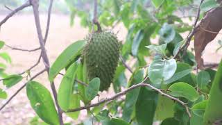 ANTRACNOSIS EN FRUTALES  GUANABANA [upl. by Yreme]