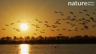 Flock of Greater flamingos flying over lagoon at dawn with sun behind Donana National Park Spain [upl. by Margit771]