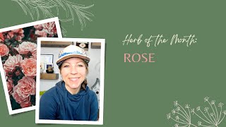 Herb of the Month Rose [upl. by Marya]