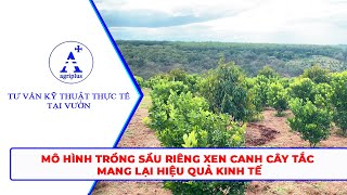 Mô Hình Trồng Sầu Riêng Xen Canh Cây Tắc Mang Lại Hiệu Quả Kinh Tế Cao [upl. by Alva]