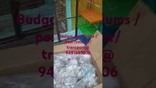 All aquarium fish  transportcourierparcel9491497606 cat fishfood nearme catlover googlemaps [upl. by Dlnaod]