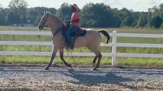 Classic Champagne TWH Gelding [upl. by Akcir]