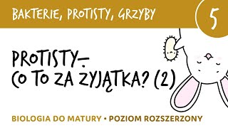 Przegląd protistów cz2  Protisty roślinopodobne i grzybopodobne  biologia matura liceum [upl. by Yliab]