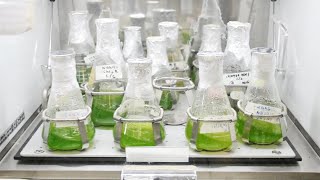 Inoculation of Microalgae [upl. by Nivlen]