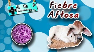 Fiebre aftosa La enfermedad más cara del mundo  medicina veterinaria [upl. by Atima]